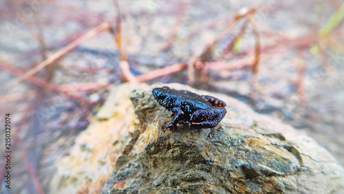 Probably narrow-mouthed frog Melanobatrachus from Mountain cloudy forest, hylea in Malaysia, Borneo, Gunung Kinabalu. Some amphibian species have not been described from Borneo.