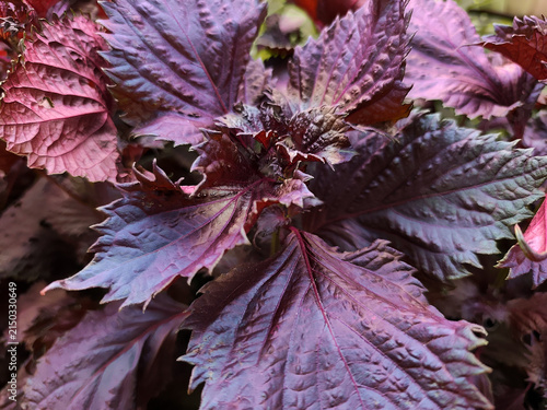 Obraz na płótnie Close up of purple shiso leaves with serrated edges and textured surface, dense foliage background of fresh perilla plants in a garden