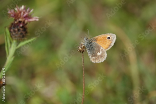 the small heath butterfly (Coenonympha pamphilus)