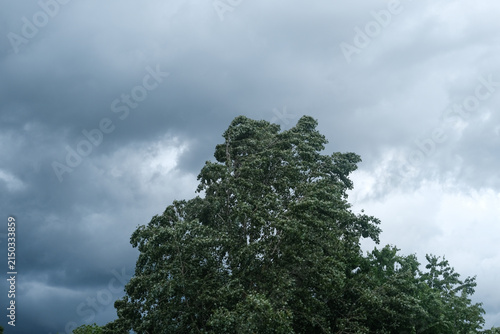 Foto Storm clouds gather over a solitary leafy tree