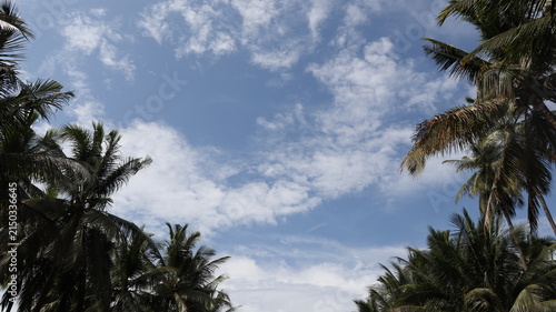 Obraz na plátně Lush coconut palm trees stretch into a blue sky dotted with wispy clouds, offering a tranquil tropical scene with fresh natural atmosphere and travel destinations