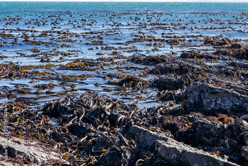Fotografie Dense marine kelp bed on rugged rocky coast seascape