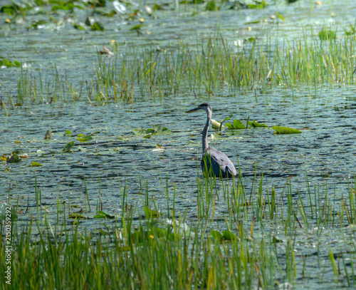 A great blue heron hunting