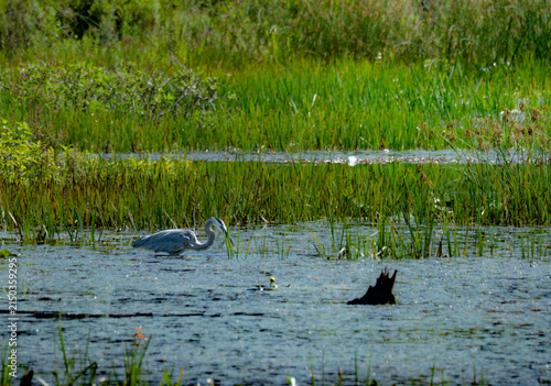 A great blue on the hunt