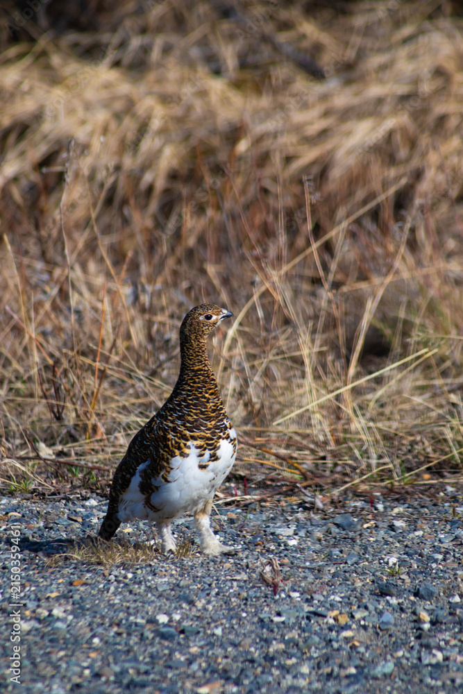 Obraz premium Upright Ptarmigan bird in Denali National Park, vertical