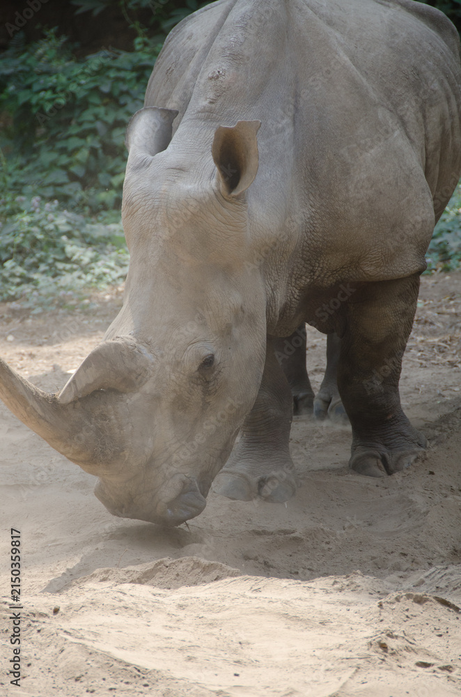 Fototapeta premium rhino