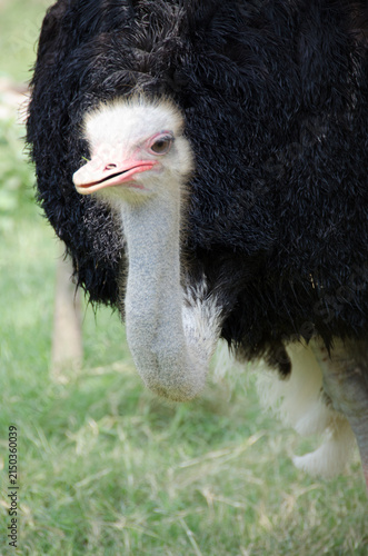 Photography ostrich