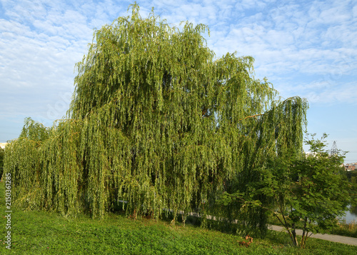 Weeping willow in Mitino Landscape Park. Moscow, Russia