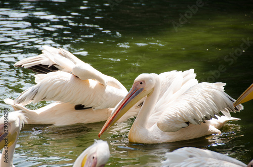 Pelican wildlife Birds Lake