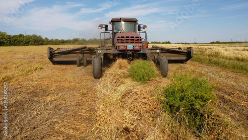 Obraz na płótnie A eye-level photograph capturing a self-propelled windrower swather moving across a harvested field, forming neat windrows of dry crop fodder