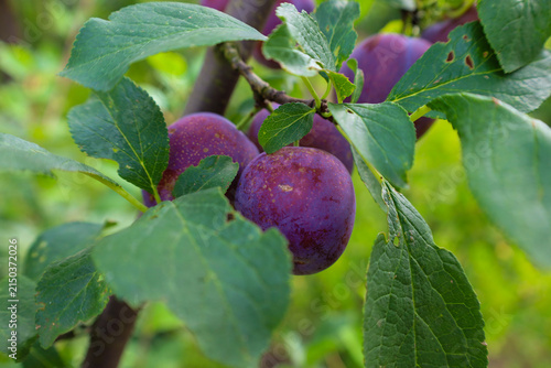 Obraz na plátně Ripe purple plums with a natural bloom grow on a fruit tree branch