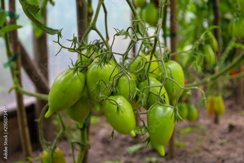 фотографія Clusters of unripe elongated green tomatoes, resembling the shape of peppers, hang densely on bush branches within a greenhouse