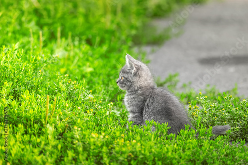 Gray striped cat walks on a leash on green grass outdoors..