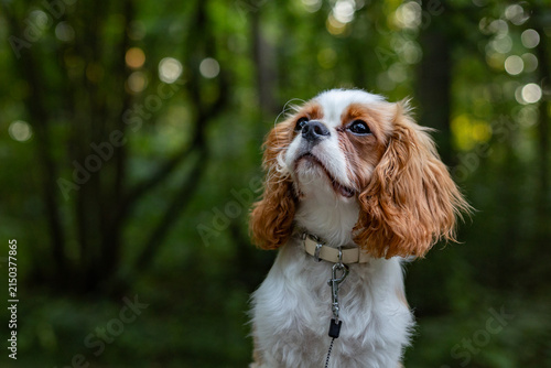 Cavalier King Charles Spaniel Sitting in Green Forest