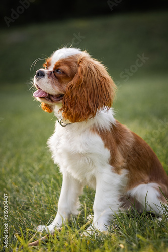 Cavalier King Charles Spaniel Sitting on Grass Outdoors