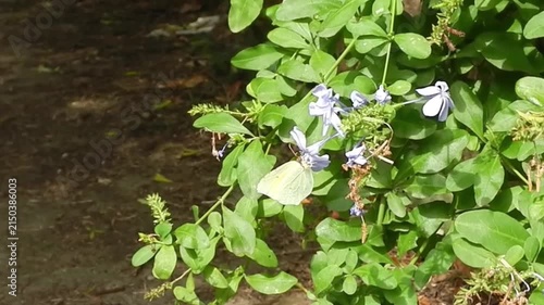 Butterfly Common brimstone, Gonepteryx rhamni on violet flowers and flies away on sunny summer day - slow motion. Topics: beauty of nature, blooming, flowering, insect, fauna, flora