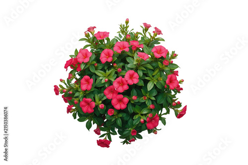 Round flowering shrub with bright red blossoms isolated on transparent background