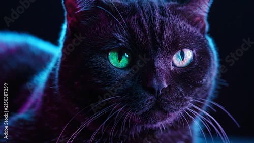 Close up of a black cat with glowing green eyes in neon lighting.