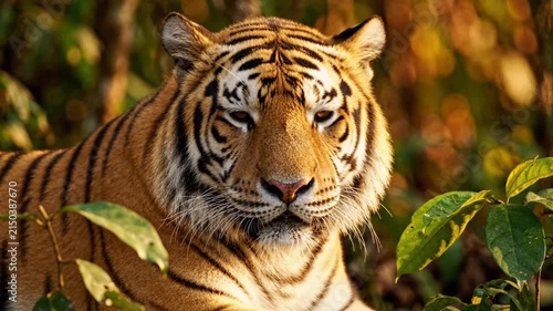 Close up of a tiger blinking and resting in the wild jungle forest