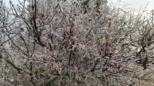 Ice-covered branches of a lilac tree swaying gently in the breeze after a winter freezing rain storm.