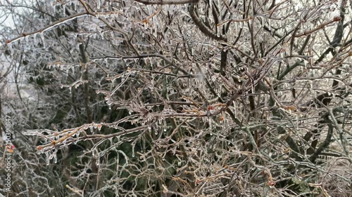 Ice-covered branches of a lilac tree swaying gently in the breeze after a winter freezing rain storm.