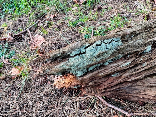 Moss covered decaying log on forest floor with lichen and fallen leaves