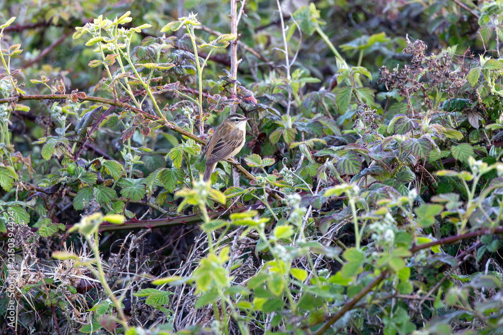 Fototapeta premium Sedge warbler among bramble leaves