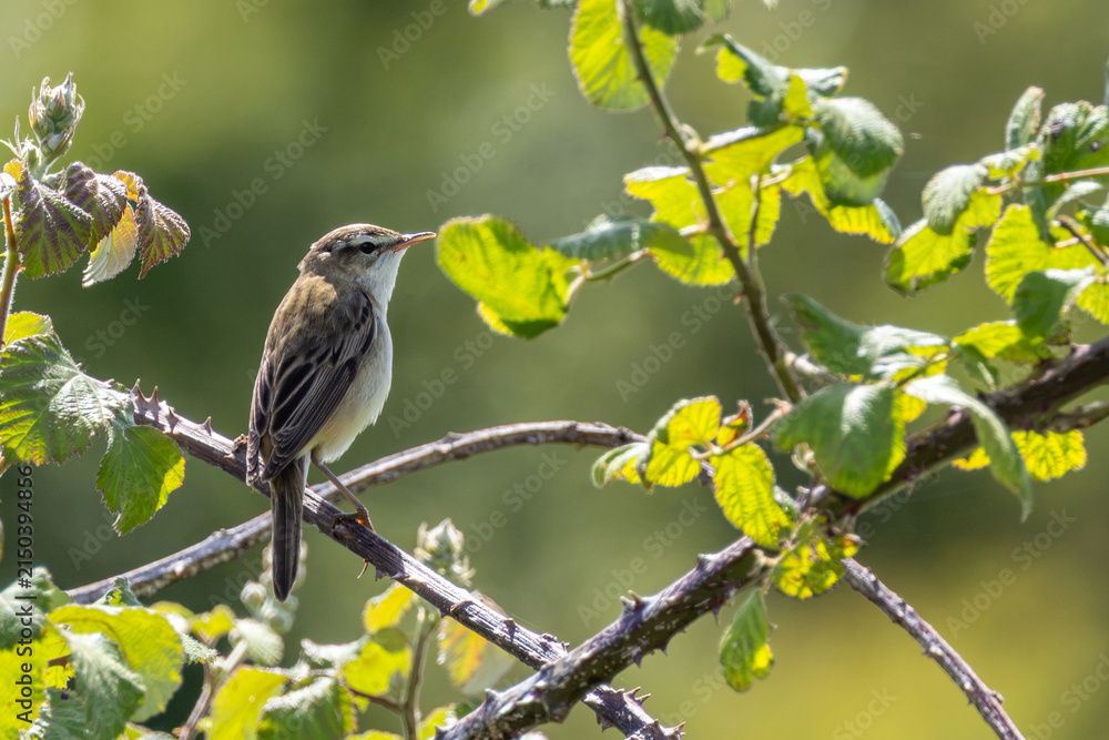 Fototapeta premium Sedge warbler in backlit bramble