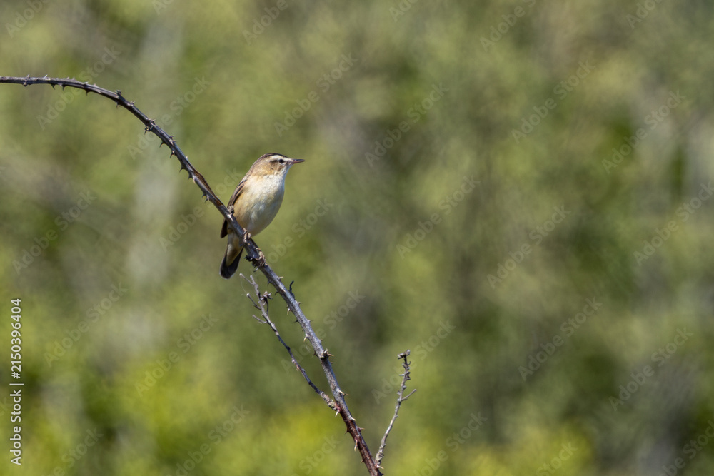 Fototapeta premium Sedge warbler on a bramble stem