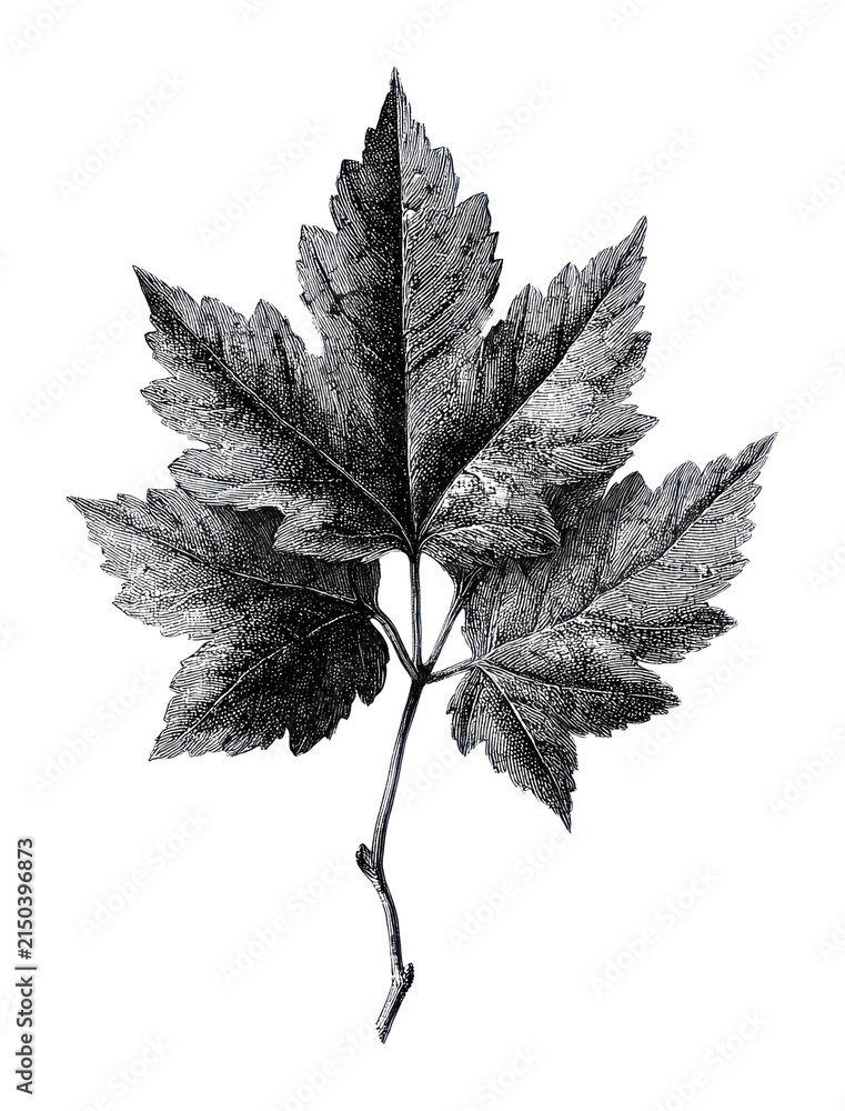 Fototapeta premium PNG Detailed vintage maple leaf illustration in black and white.