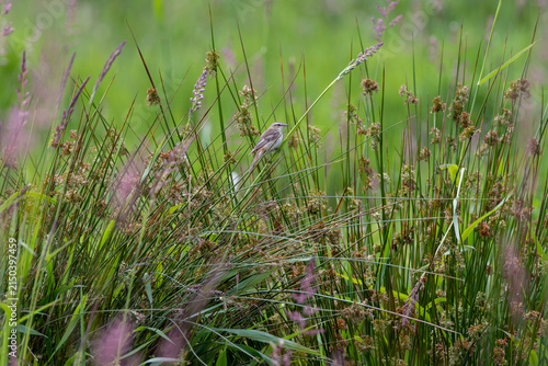 Bild auf Leinwand Sedge warbler perched among green rushes
