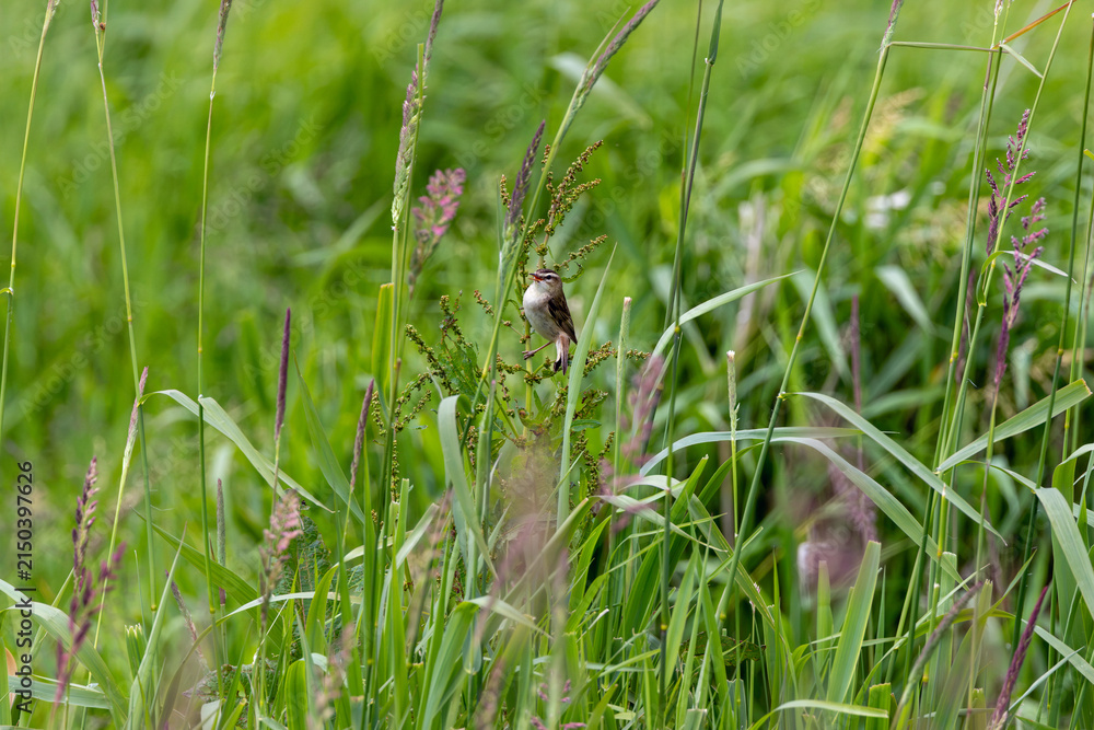 Fototapeta premium Sedge warbler singing in tall grass