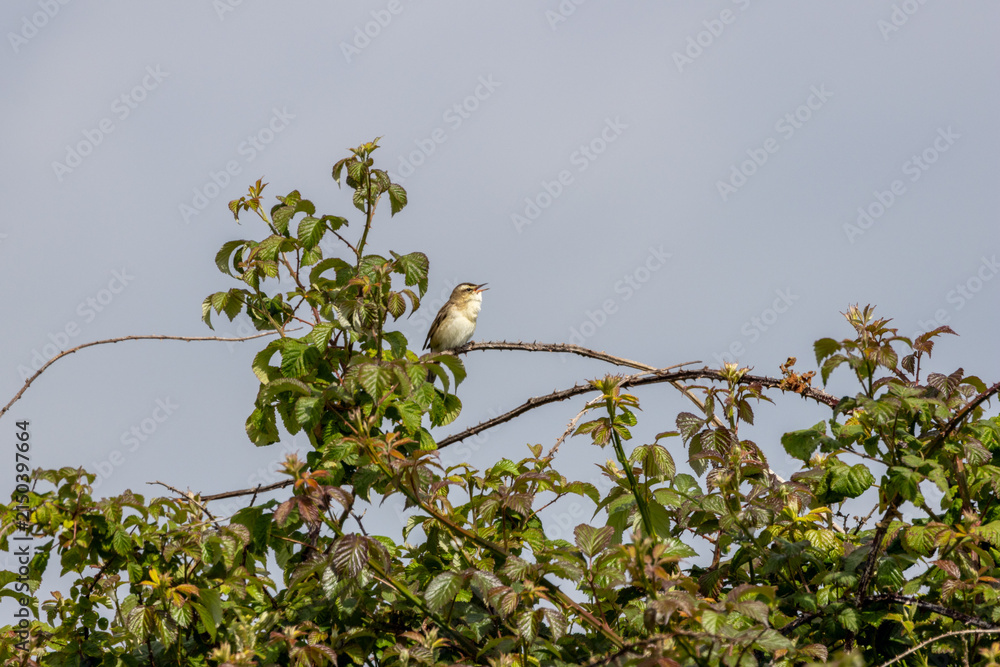 Naklejka premium Sedge warbler singing from the top of a bramble