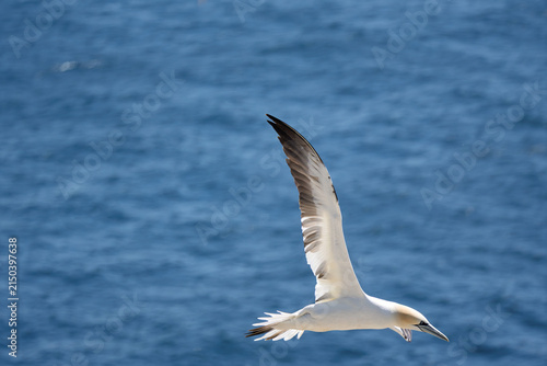 Cuadro en lienzo Northern Gannet (Morus bassanus) in Flight over Sunlit Blue Ocean