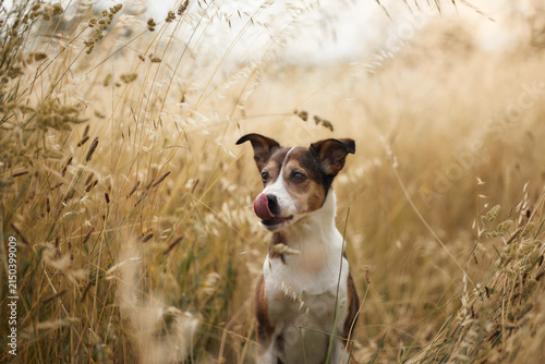 Curious dog looks attentively toward the camera among tall sunlit summer grass. Warm countryside portrait conveys companionship, nature and peaceful outdoor exploration.