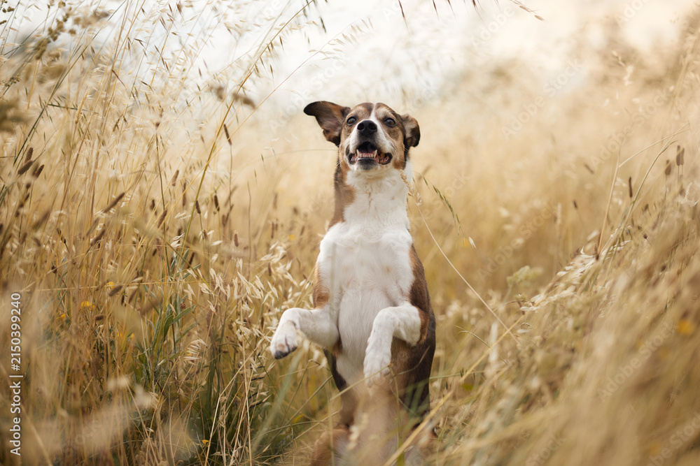 Fototapeta premium Playful dog balances upright with raised paws in a sunlit golden field. Charming outdoor portrait highlights pet training, intelligence and active summer fun.