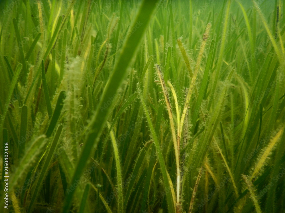 Fototapeta premium Dense Seagrass Meadow