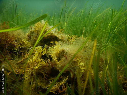 Mixed Seagrass and Seaweed Ecosystem