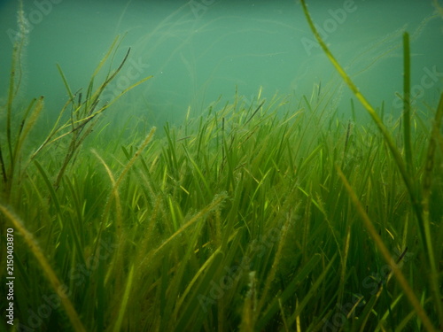 Underwater Seagrass Reproduction