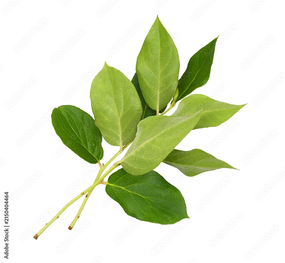 Obraz premium Fresh twigs with green leaves isolated on white or transparent background. Profile view.