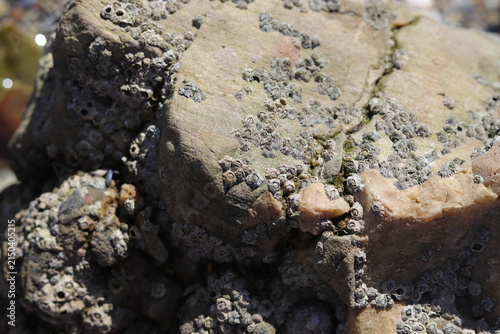 Barnacle Colony on Coastal Rock