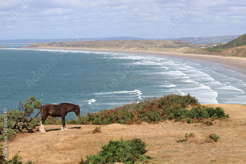Solitary Horse at Coastal Cliff Edge