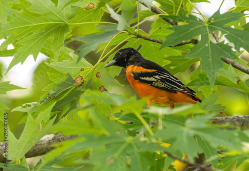 Quadro su tela Male Baltimore oriole perched in a tree.