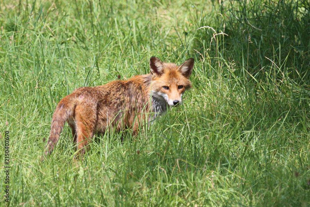 Fototapeta premium Rotfuchs / Red fox / Vulpes vulpes
