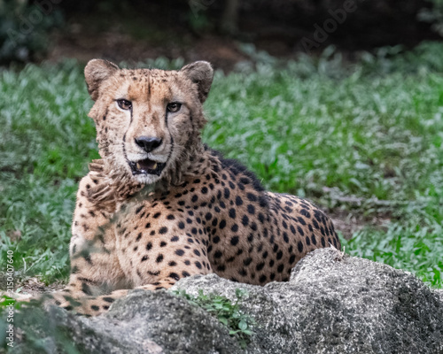Photography A Cheetah
