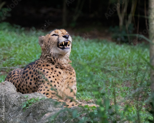 A Cheetah