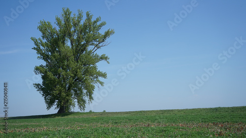 Solitary Black Poplar Tree in Green Field Under Clear Blue Sky