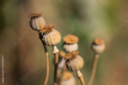 Group of dry ripe poppy seed pods standing tall in warm autumn light