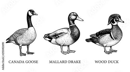 Engraved illustration showing three types of ducks and a goose in black and white vector graphic style