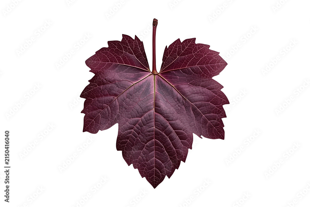 Obraz premium Deep burgundy grapevine leaf with pronounced veining